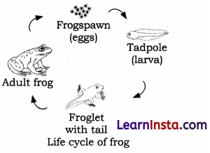 Living Creatures Exploring their Characteristics Class 6 Notes Science Chapter 10 3