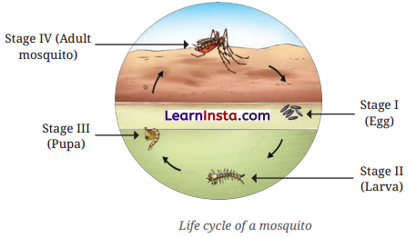 Living Creatures Exploring their Characteristics Class 6 Notes Science Chapter 10 5