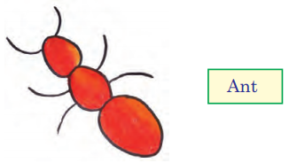 Living in Harmony Class 3 EVS Question Answer 6