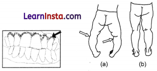 Mindful Eating A Path to a Healthy Body Class 6 Extra Questions and Answers Science Chapter 3 1