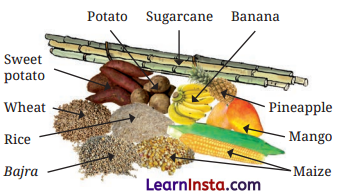 Mindful Eating A Path to a Healthy Body Class 6 Extra Questions and Answers Science Chapter 3 3