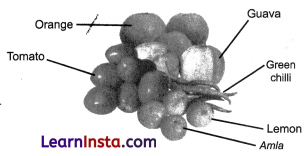 Mindful Eating A Path to a Healthy Body Class 6 Extra Questions and Answers Science Chapter 3 7