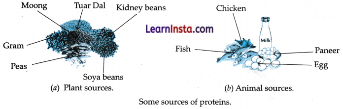 Mindful Eating A Path to a Healthy Body Class 6 Notes Science Chapter 3.1