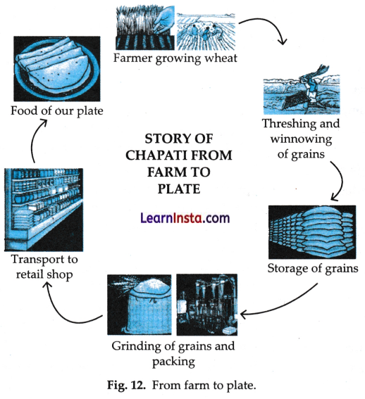 Mindful Eating A Path to a Healthy Body Class 6 Notes Science Chapter 3.5