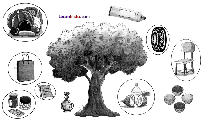NCERT Class 3 Hindi Veena Chapter 13 Question Answer पेड़ों की अम्मा ‘थिमक्का’ 12