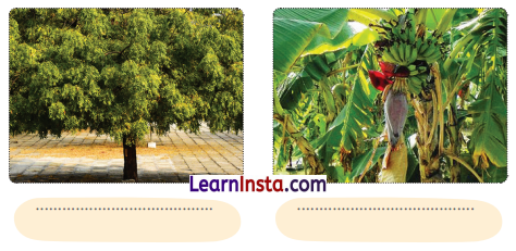 NCERT Class 3 Hindi Veena Chapter 5 Question Answer आम का पेड़ 6
