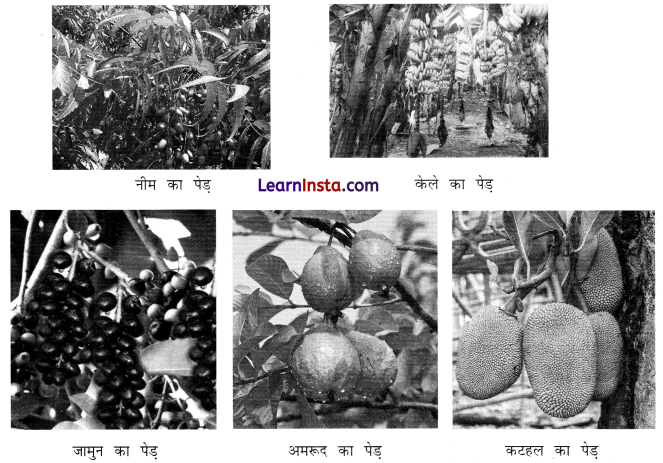 NCERT Class 3 Hindi Veena Chapter 5 Question Answer आम का पेड़ 8