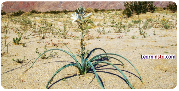 NCERT Class 6 Hindi Malhar Chapter 3 Question Answer पहली बूँद 3