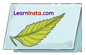 Neem Baba Class 6 Question Answer NCERT Solutions 6