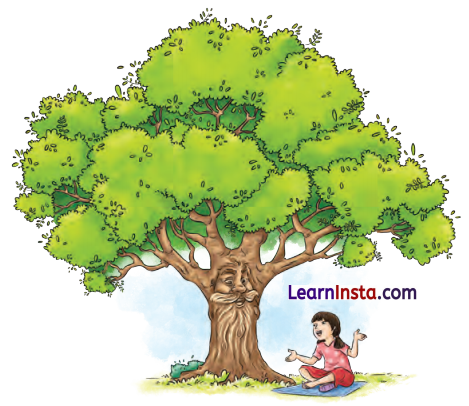 Neem Baba Class 6 Summary in English 1