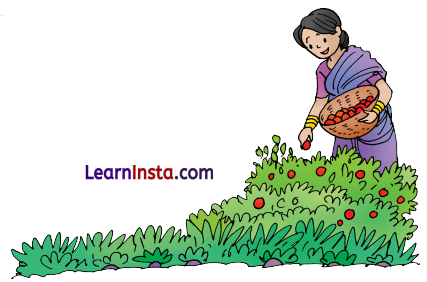 Thank God Class 3 Question Answer NCERT Solutions Class 3 English Chapter 8 1