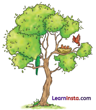 What a Bird Thought Class 6 Question Answer NCERT Solutions 1