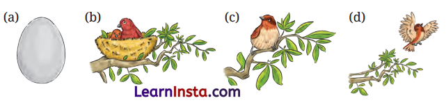 What a Bird Thought Class 6 Question Answer NCERT Solutions 3