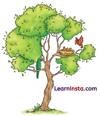 What a Bird Thought Class 6 Summary in English 1