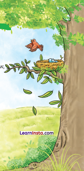 What a Bird Thought Class 6 Summary in English 2