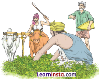 पृथिव्यां त्रीणि रत्नानि Class 6 Summary Notes Sanskrit Chapter 11 5