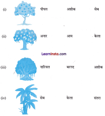 पेड़ों की अम्मा ‘थिमक्का’ Class 3 Worksheet Hindi Chapter 13 3