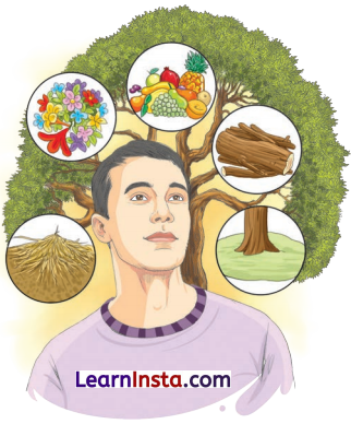 वृक्षाः सत्पुरुषाः इव Class 6 Summary Notes Sanskrit Chapter 15 6
