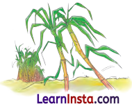 Mithai Class 1 Question Answer Hindi Chapter 5 8