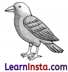 The Raven and the Fox Class 6 Worksheet 1