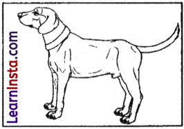 Words and Expressions Class 10 Solutions Unit 6 Mijbil the Otter - 6
