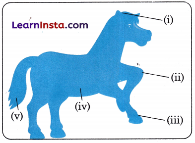 वाह मेरे घोड़े Class 1 Worksheet with Answers Hindi Chapter 7 3