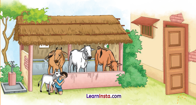 Animals Birds and Dr Dolittle Question Answer Class 7 English Poorvi Chapter 4 13