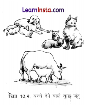 Class 6 Science Chapter 10 Important Questions in Hindi सजीव विशेषताओं का अन्वेषण 1