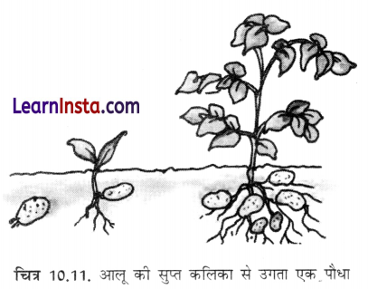 Class 6 Science Chapter 10 Important Questions in Hindi सजीव विशेषताओं का अन्वेषण 3