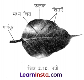 Class 6 Science Chapter 2 Important Questions in Hindi सजीव जगत में विविधता 1