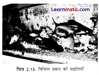 Class 6 Science Chapter 2 Important Questions in Hindi सजीव जगत में विविधता 5