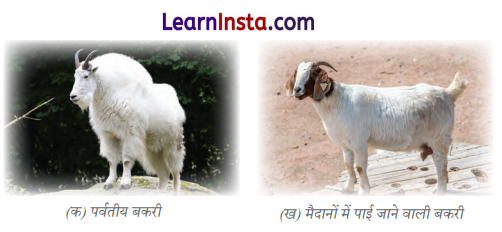 Class 6 Science Chapter 2 Question Answer in Hindi सजीव जगत में विविधता 4