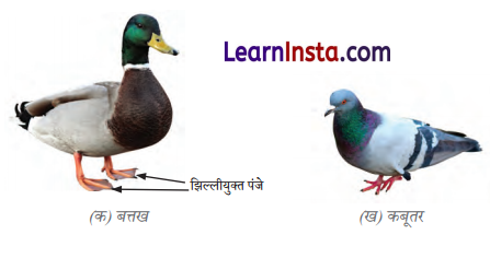 Class 6 Science Chapter 2 Question Answer in Hindi सजीव जगत में विविधता 7