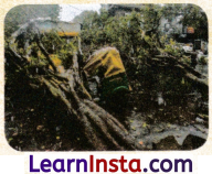 Climates of India Class 7 Notes Social Science Chapter 3 Img 6