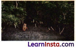 Geographical Diversity of India Class 7 Notes Social Science Chapter 1 Img 13