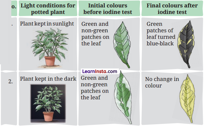 Life Processes in Plants Class 7 Questions and Answers Science Chapter 10 - 9