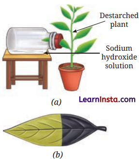 Life Processes in Plants Class 7 Questions and Answers Science Chapter 10 - 10