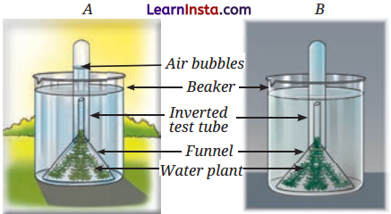 Life Processes in Plants Class 7 Questions and Answers Science Chapter 10 - 11