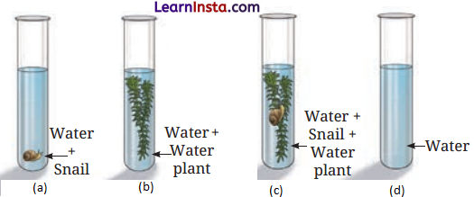 Life Processes in Plants Class 7 Questions and Answers Science Chapter 10 - 5