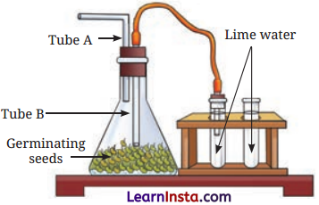 Life Processes in Plants Class 7 Questions and Answers Science Chapter 10 - 14