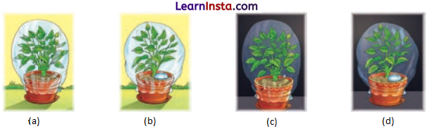Life Processes in Plants Class 7 Questions and Answers Science Chapter 10 - 4