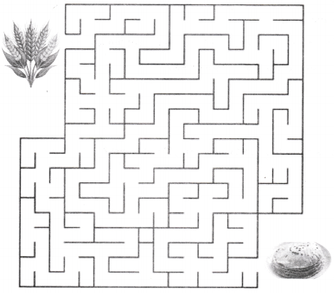 Happy and Healthy Living Class 4 Worksheet with Answers EVS Chapter 6 4