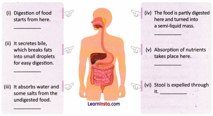 Life Processes in Animals Class 7 Worksheet with Answers Science Chapter 9 1
