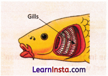 Life Processes in Animals Class 7 Worksheet with Answers Science Chapter 9 3