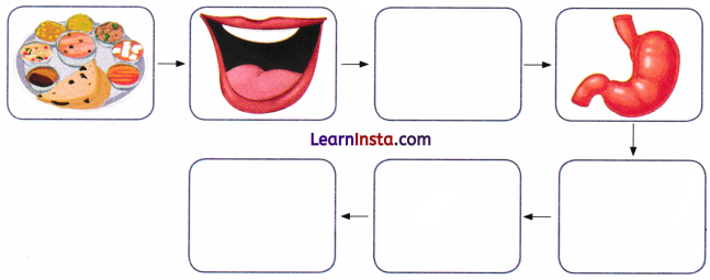 Life Processes in Animals Class 7 Worksheet with Answers Science Chapter 9 8