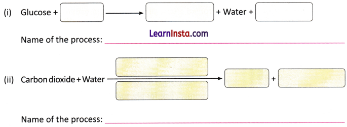 Life Processes in Plants Class 7 Worksheet with Answers Science Chapter 10 1