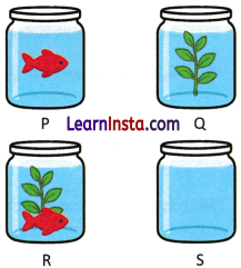 Life Processes in Plants Class 7 Worksheet with Answers Science Chapter 10 2