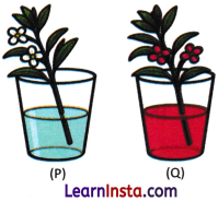 Life Processes in Plants Class 7 Worksheet with Answers Science Chapter 10 3