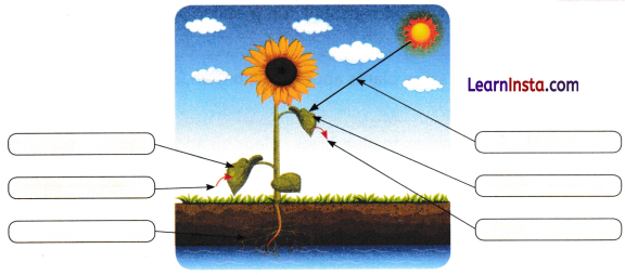 Life Processes in Plants Class 7 Worksheet with Answers Science Chapter 10 4