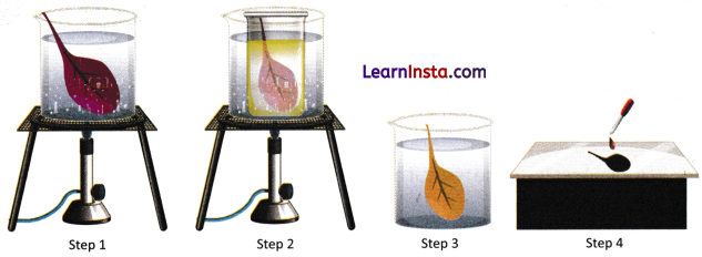 Life Processes in Plants Class 7 Worksheet with Answers Science Chapter 10 5